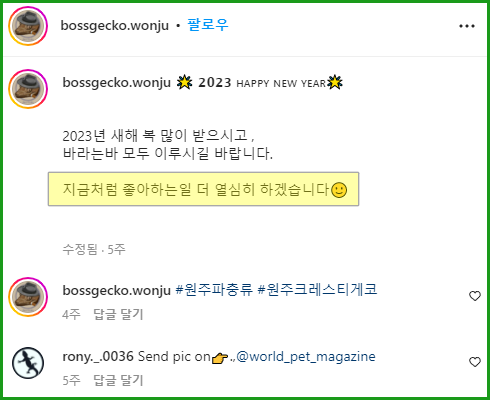 원주 보스게코 도마뱀 분양 여기서!